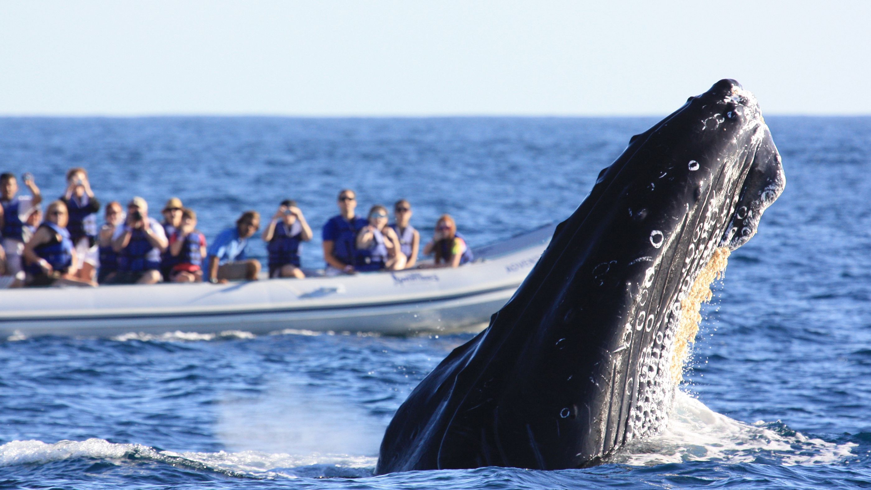 Excursion à la rencontre des baleines et baignade avec les dauphins — photo 2