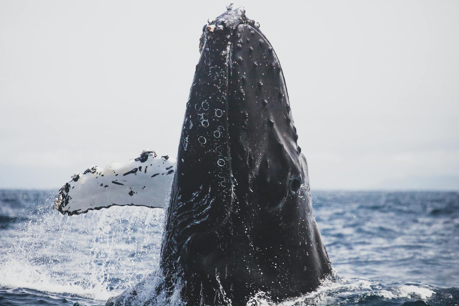 Encountering the Whales and swim with Dolphins excursion