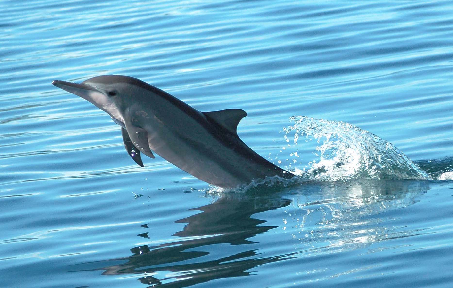 Nage privée avec les dauphins uniquement — photo 4