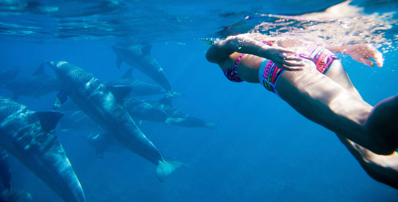 Nage privée avec les dauphins uniquement — photo 5