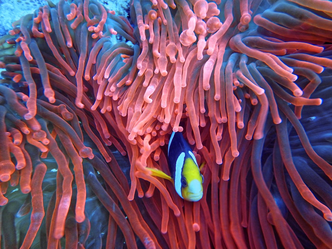 Diving with bottle – Scuba Dive