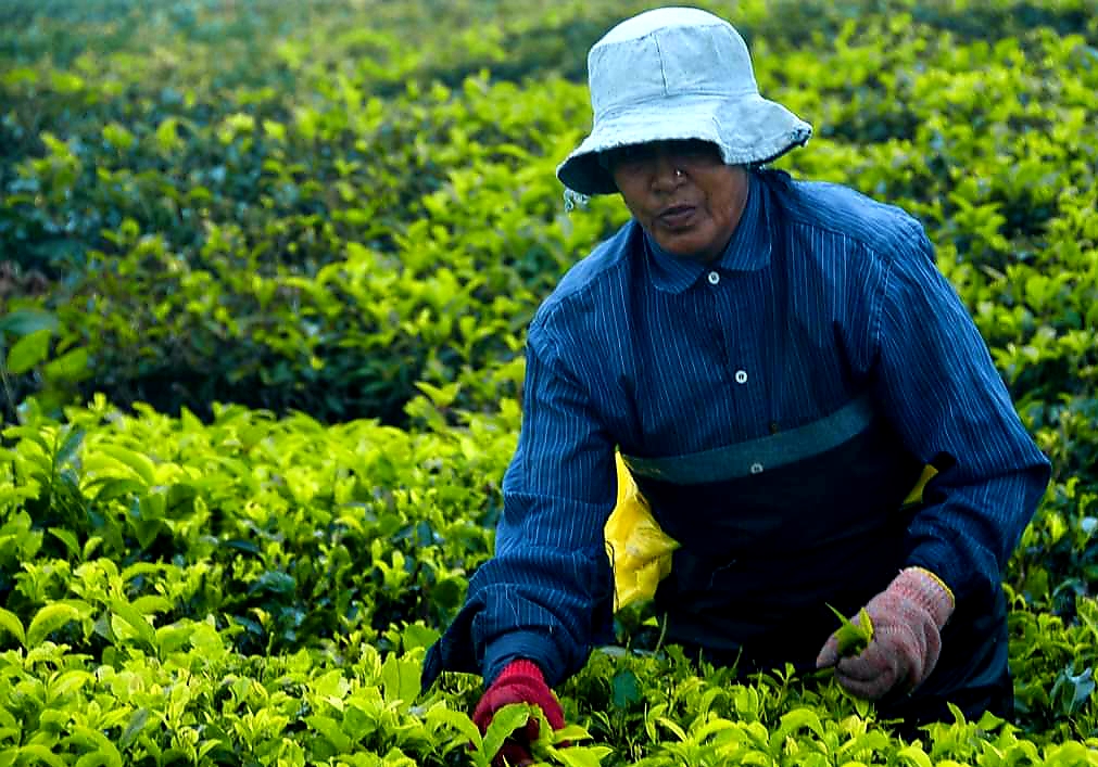 South Tour - Tea Tasting