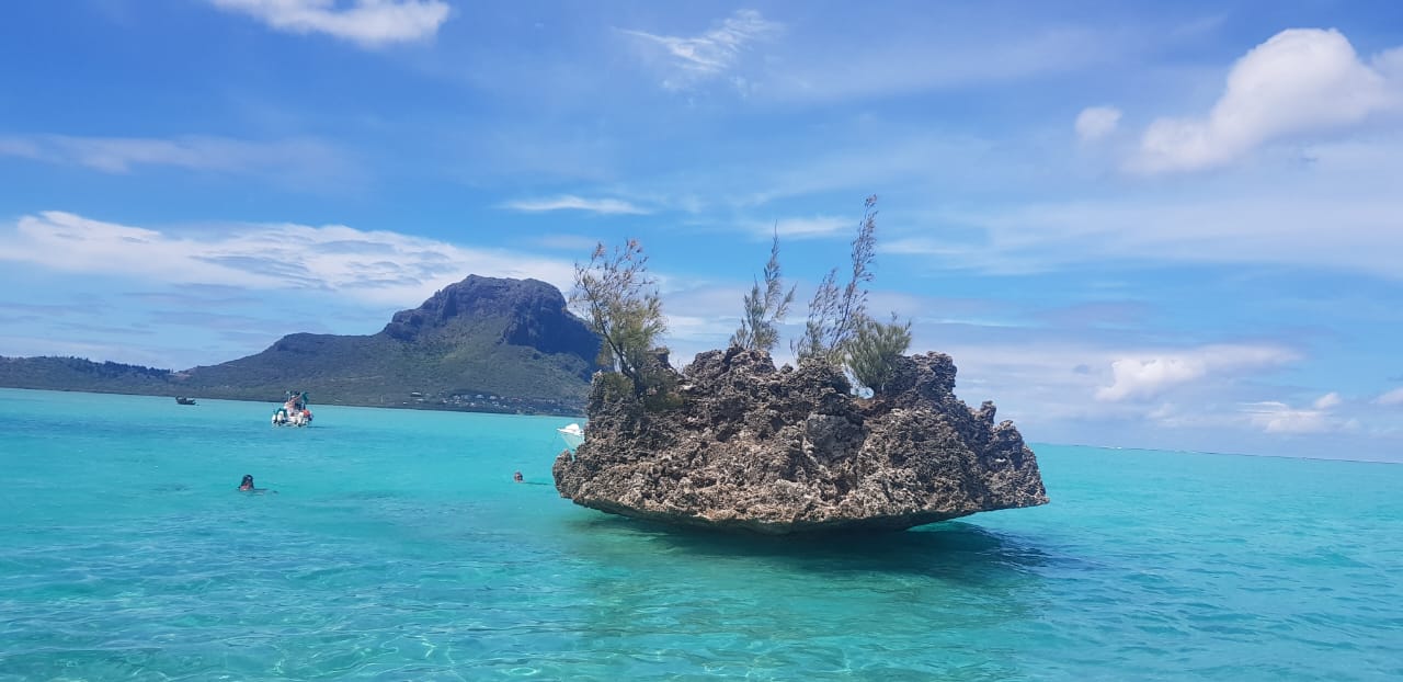 Swimming with Dolphins & Benitier Island (Speedboat) All Inclusive