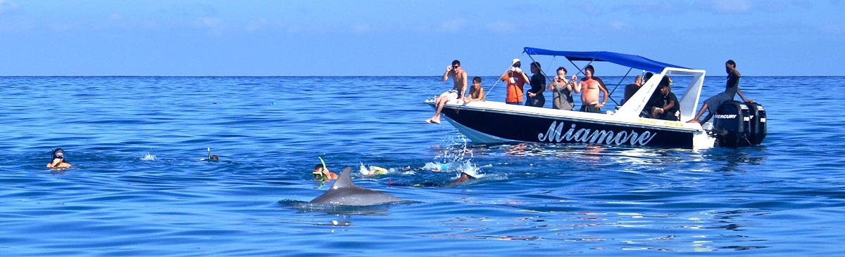 Swimming with Dolphins
