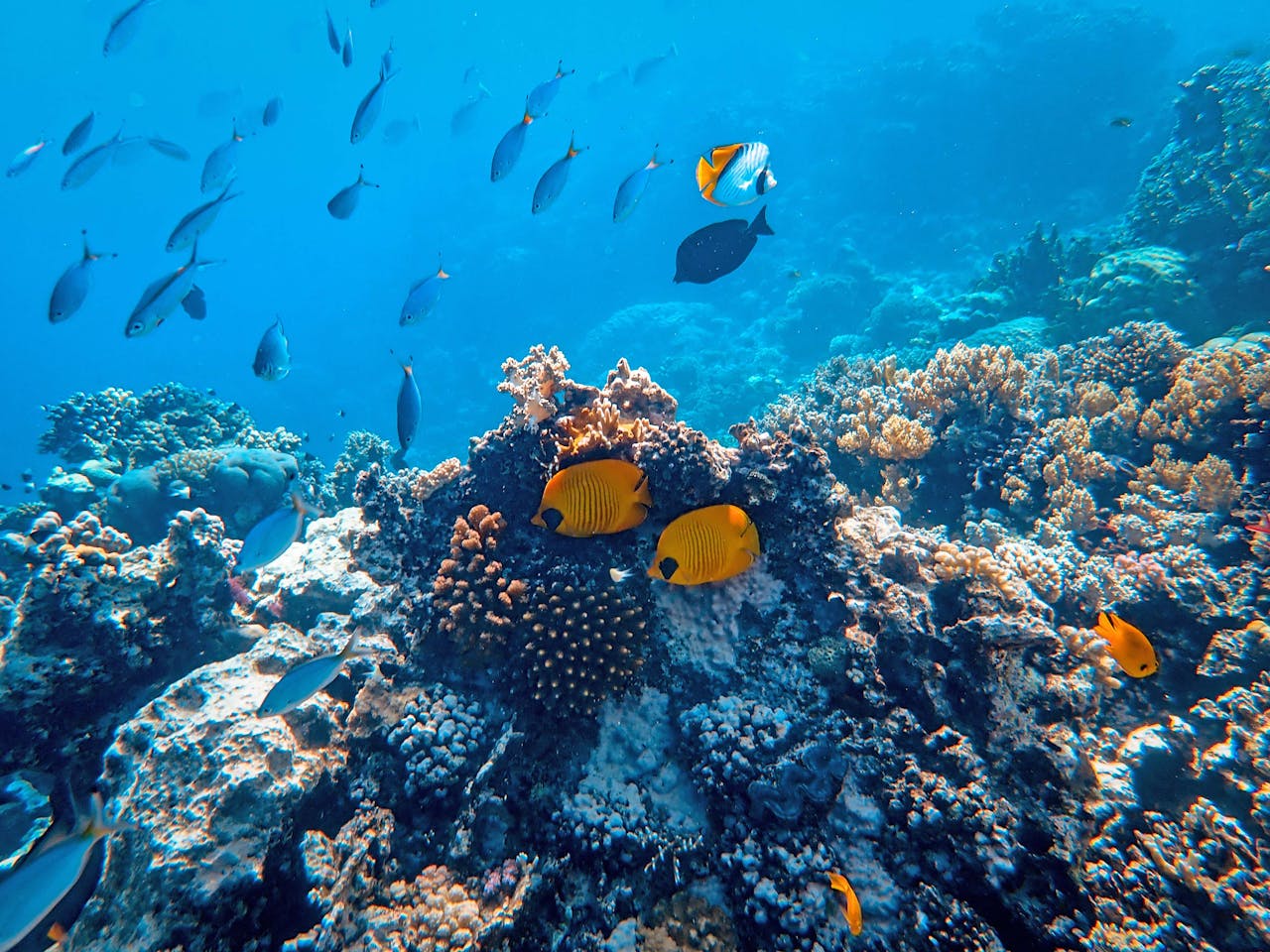 Underwater Sea Walk Excursion