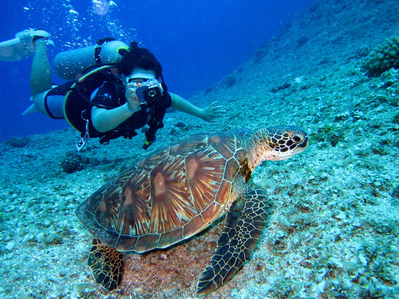 Underwater Sea Walk Excursion